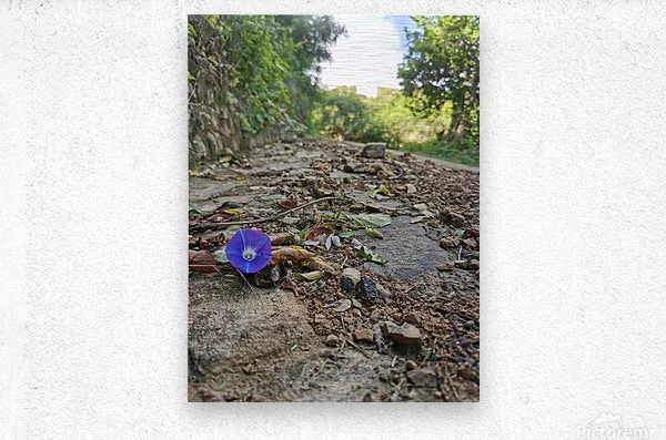 Flower in the Rough
