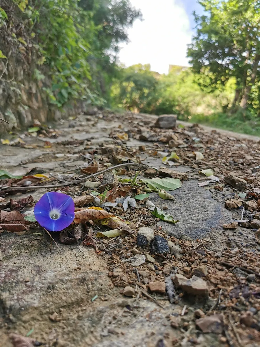 Flower in the Rough